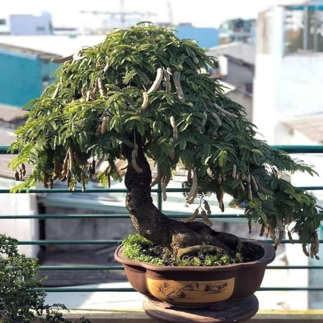 Potted Tamarind bonsai tree with a unique trunk shape on a balcony. (Tamarindus indica)