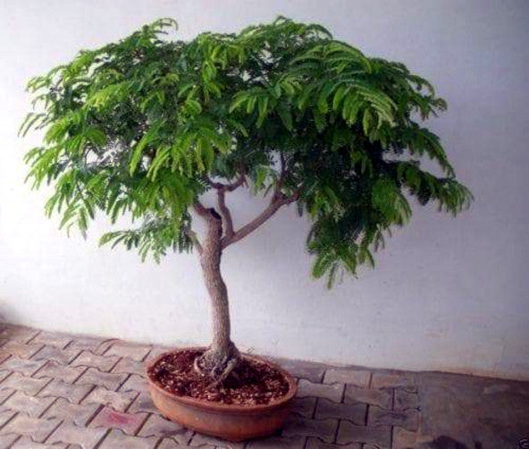 Potted Tamarind bonsai tree on a tiled floor with a plain white wall background