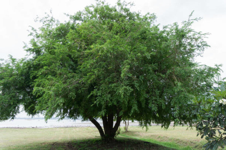 Large Tamarind tree with a wide canopy in a grassy area. (Tamarindus indica)