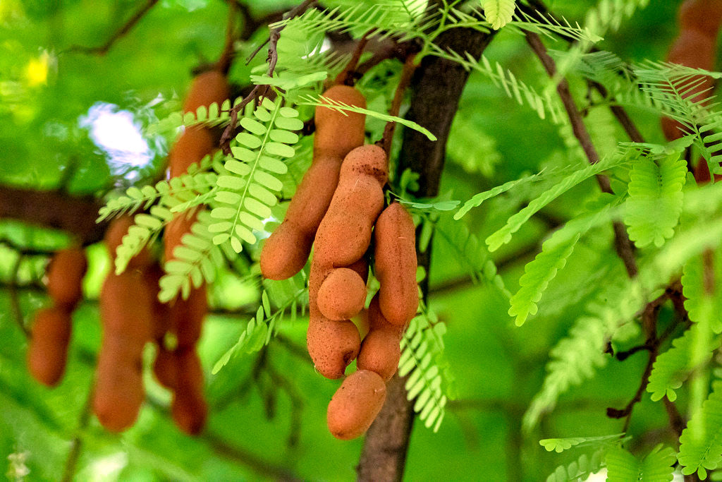 Tamarind pods hanging from a tree with green leaves