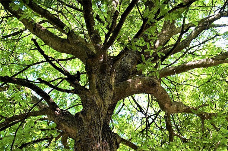 Large Tamarind tree with a thick trunk and sprawling branches against a bright sky.