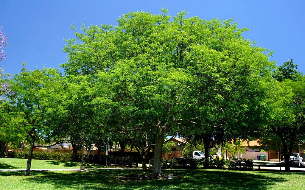 Large green Tamarind tree in a park with clear blue sky. (Tamarindus indica)