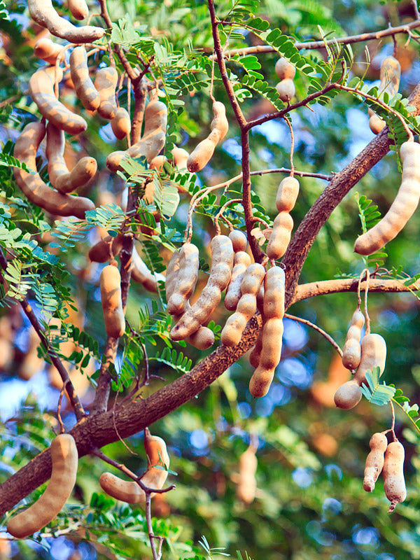 Tamarind pods hanging from a tree with green leaves