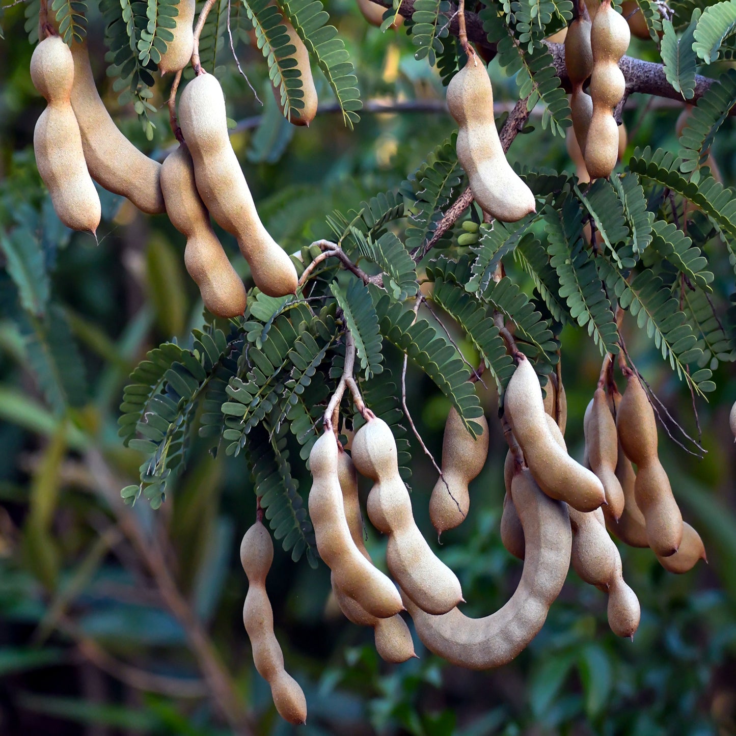 Tamarind pods hanging from a tree with green leaves. (Tamarindus indica)