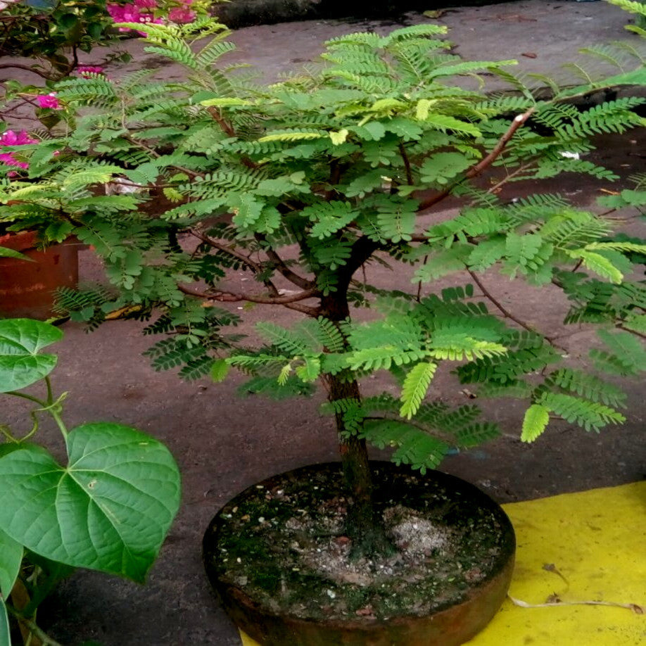 Potted Tamarind bonsai plant with green leaves on a concrete surface. (Tamarindus indica)
