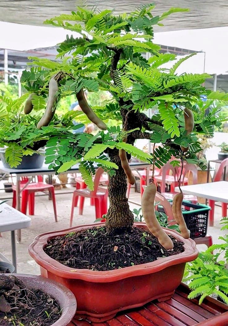 Tamarind bonsai tree with long, curved branches in a red pot on a wooden table. (Tamarindus indica)