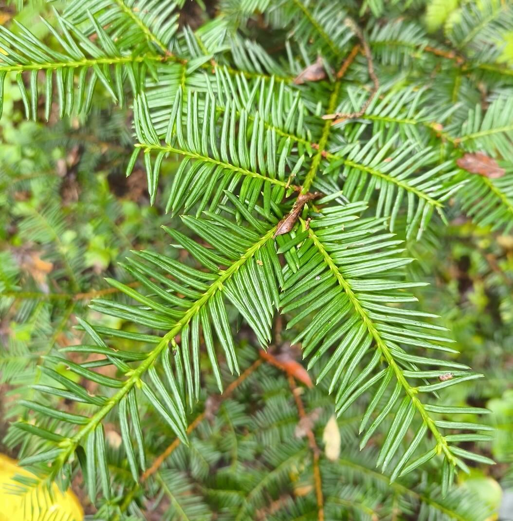 Close up view of Japanese speading yew trees needle like leaves. Taxus cuspidata 