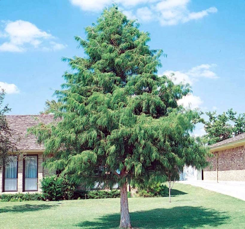 Large Southern Bald Swamp Cypress evergreen tree in front of a house with a clear blue sky.