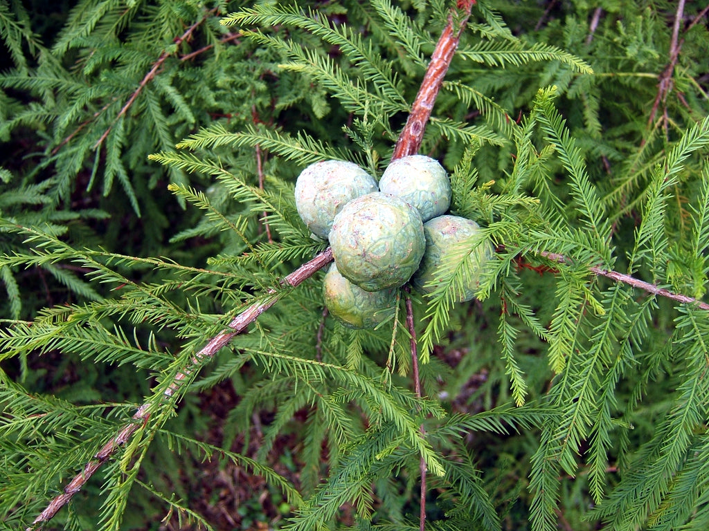 Cones forming on Southern Bald Swamp Cypress tree branch.