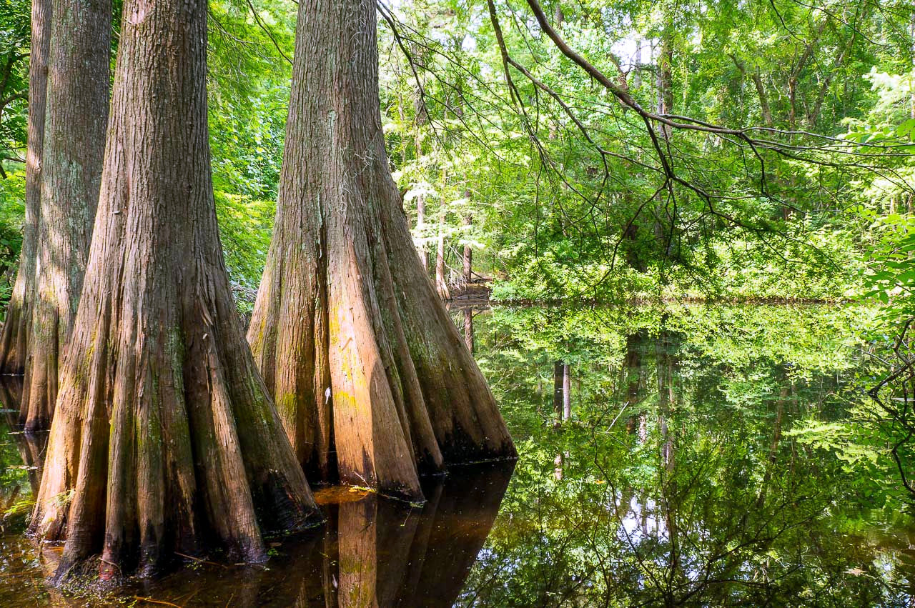 Tall Southern Bald Swamp Cypress trees with mossy trunks reflected in a calm water body surrounded by green foliage.