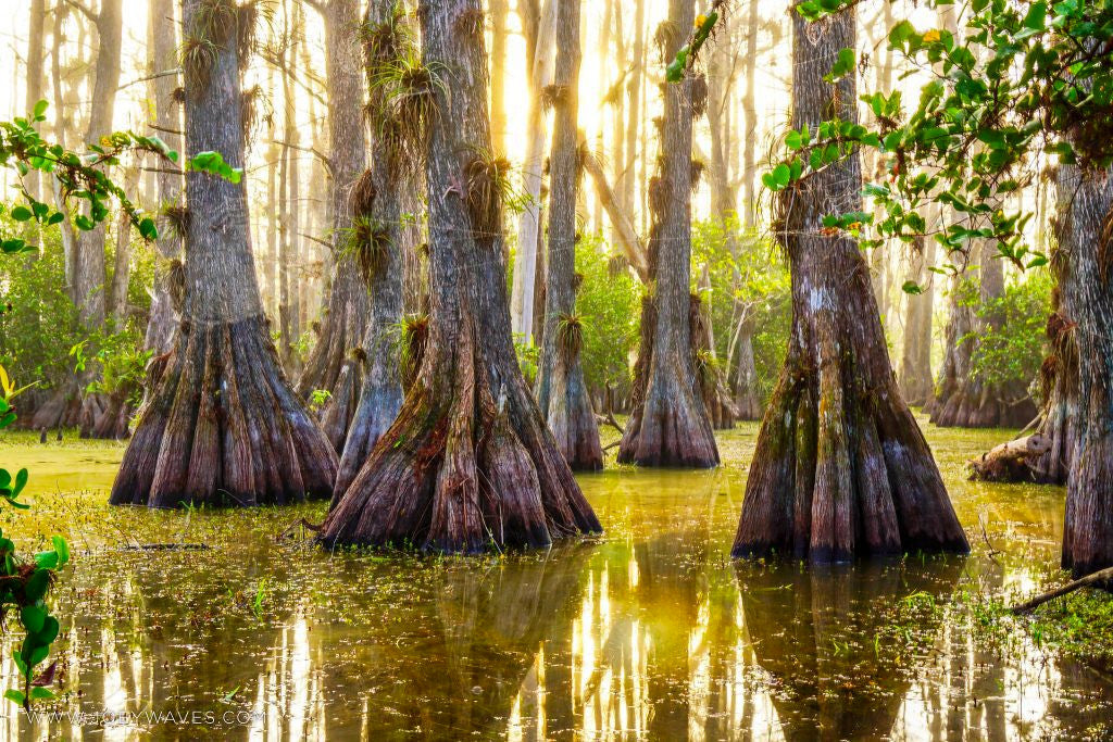 Sunlit Southern Bald Swamp cypress trees in a swamp with reflections on the water. (Taxodium distichum)