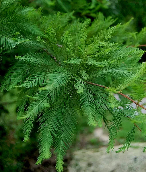 Close-up of green Southern Bald Swamp Cypress tree leaves with a blurred natural background