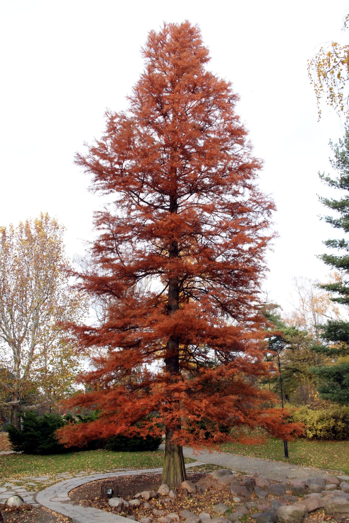 Bald Cypress reddish-orange autumn foliage in park landscape.