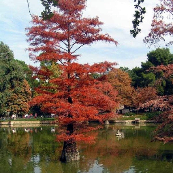Southern Bald Swamp Cypress Tree with red foliage by a pond in a park setting