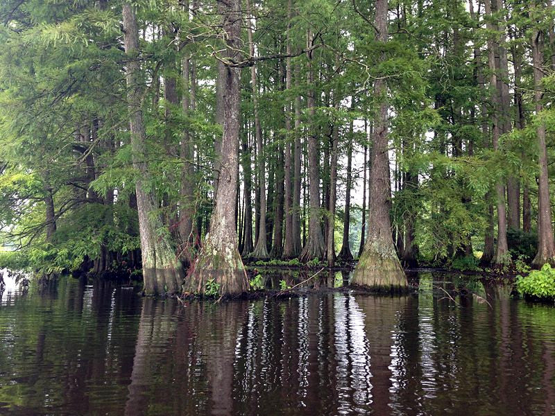 Bald Swamp Cypress with tall trees partially submerged in water