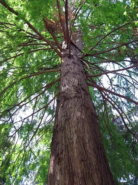 Tall Southern Bald Swamp Cypress tree with a thick trunk and branches reaching upwards