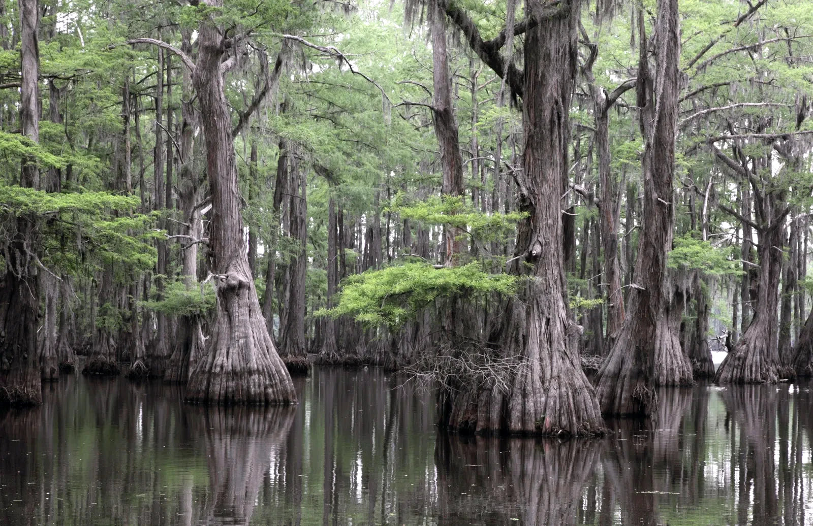 Southern Bald Swamp Cypress forest of trees in the swamp. 