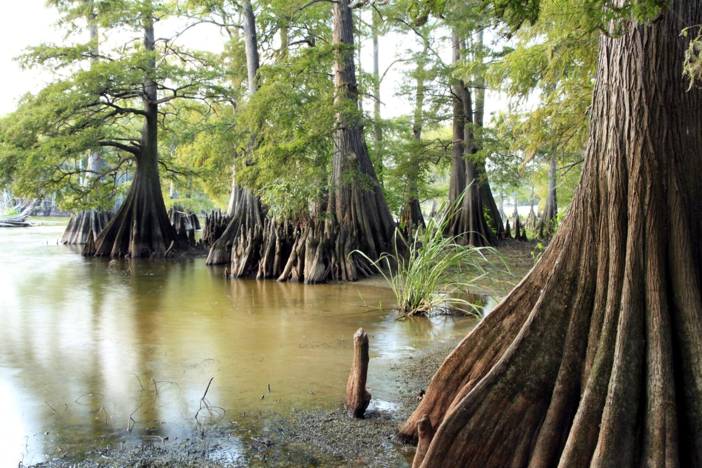 Mature Southern Bald Swamp Cypress trees with large trunks growing out of a body of water.