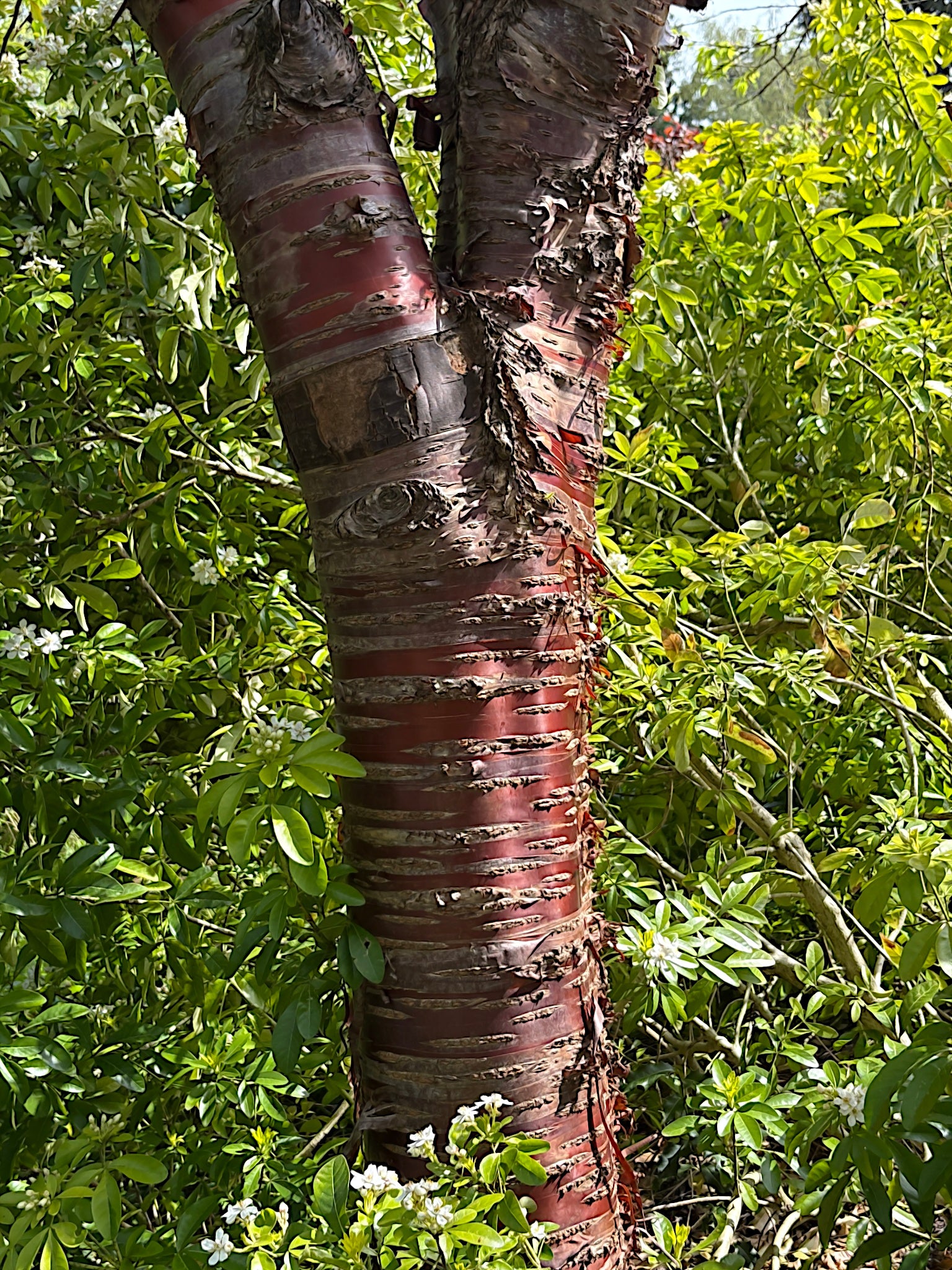 Tibetan Cherry tree trunk with red-brown bark in a green forest setting