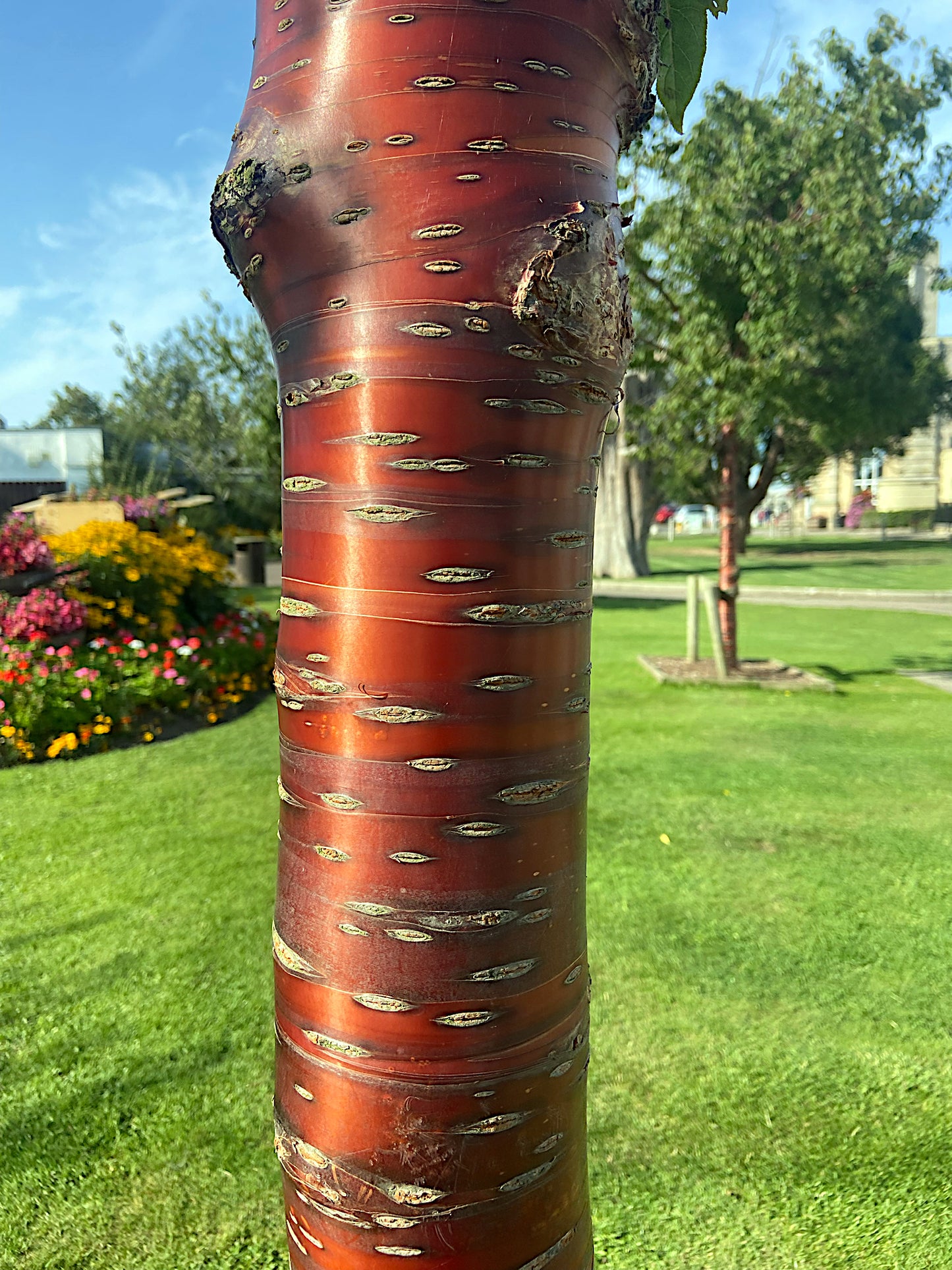 Close-up of a Tibetan cherry tree trunk with a red-brown bark texture, set against a blurred park background.