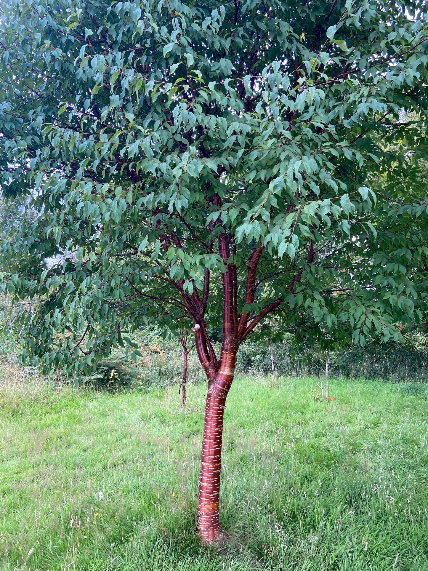 Tibetan Cherry tree with a distinctive red-brown trunk in a grassy field. (Prunus serrula)