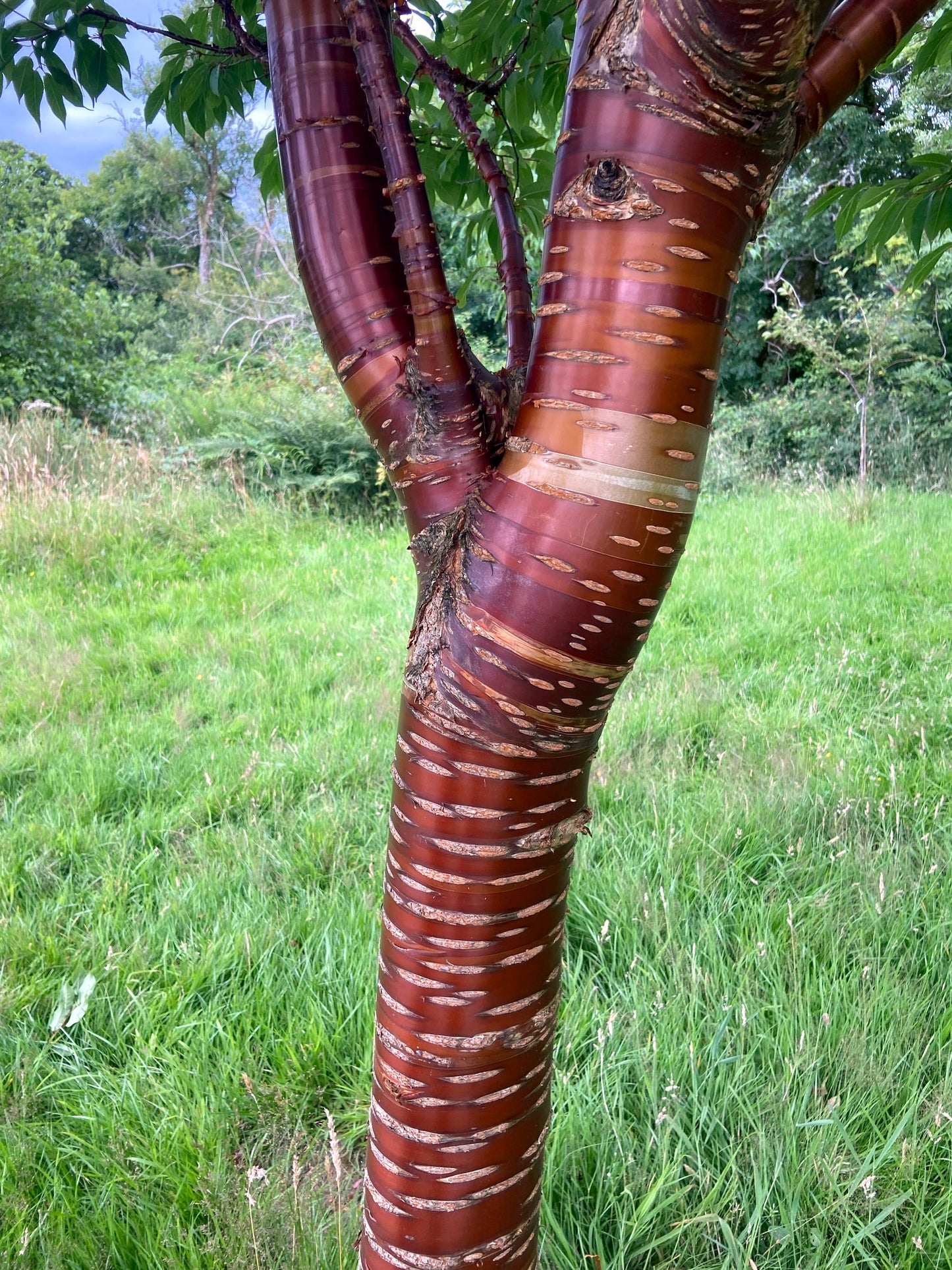 Tibetan Cherry tree trunk with distinctive bark pattern in a natural setting