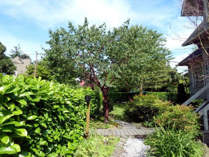 Tibetan Cherry tree in garden landscape with a pathway. (Prunus serrula)