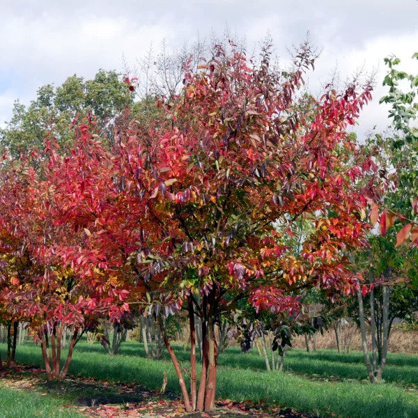 Tibetan Cherry tree with vibrant red and orange autumn foliage in a park setting.