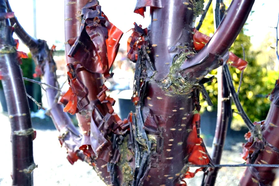 Close-up of a Tibetan Paperbark Cherry tree with red peeling bark against a blurred natural background. (Prunus serrula)