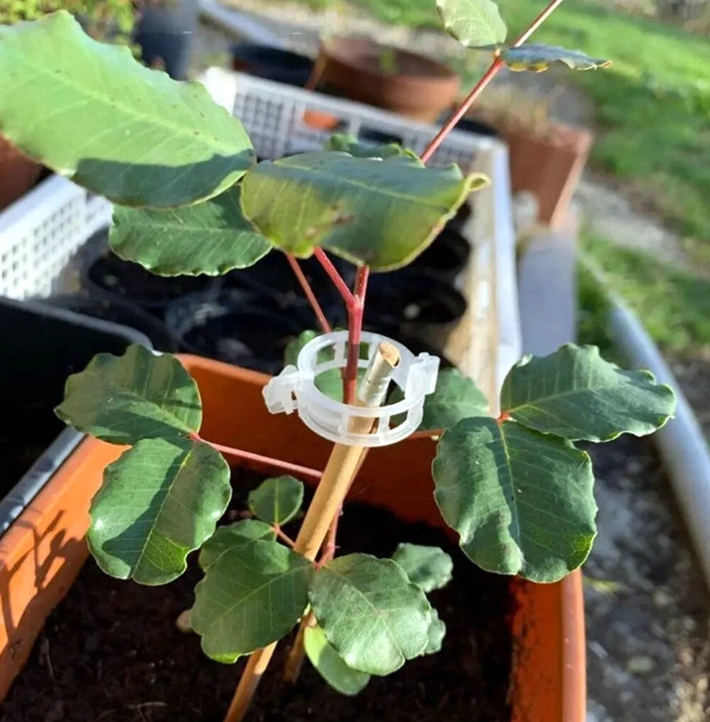 Small potted plant with green leaves and a white plastic plant clip in an outdoor setting.