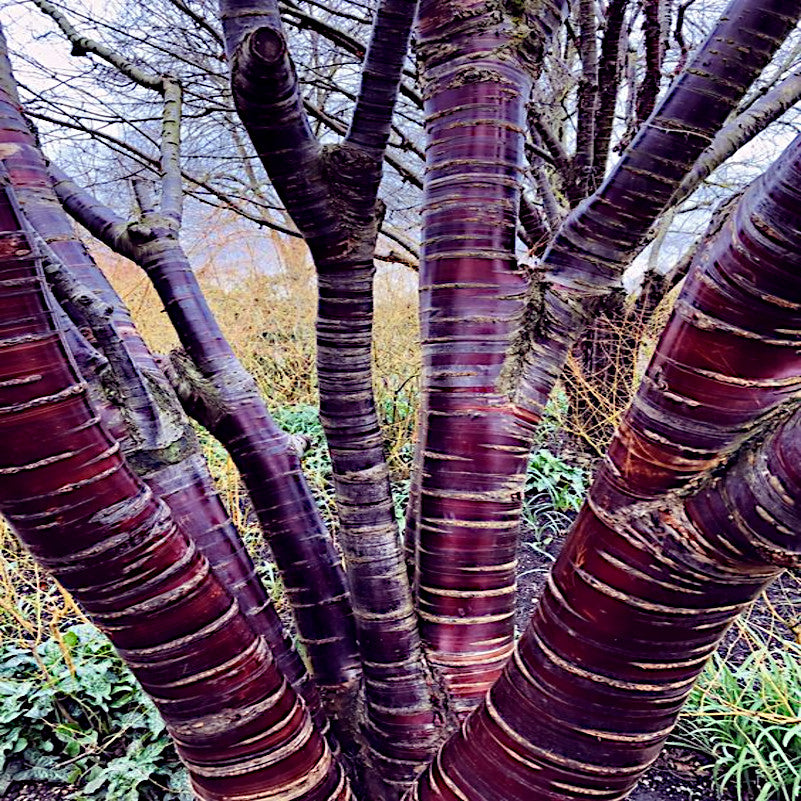 Tibetan Paperbark Cherry Tree with purple-brown bark in a natural setting. (Prunus serrula)