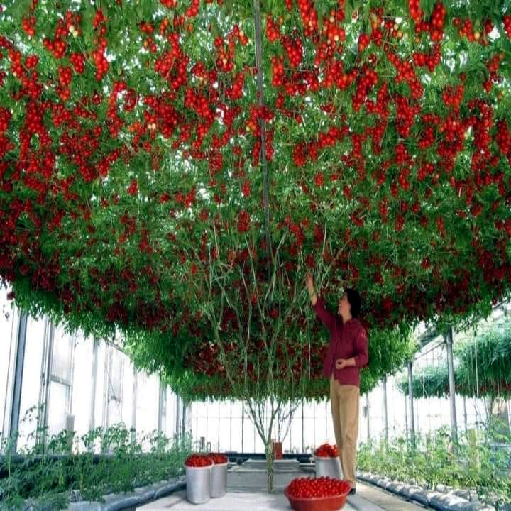 Person standing underneath a large canopy of red Tamarillo Tree Tomatoes in a greenhouse. Cyphomandra betacea