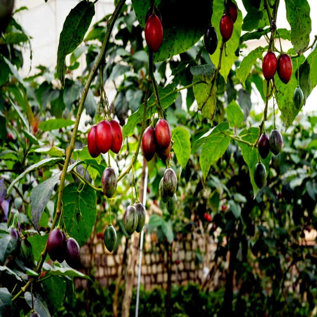 Red Tamarillo tree tomato fruits hanging from a tree with green leaves. Solanum betaceum