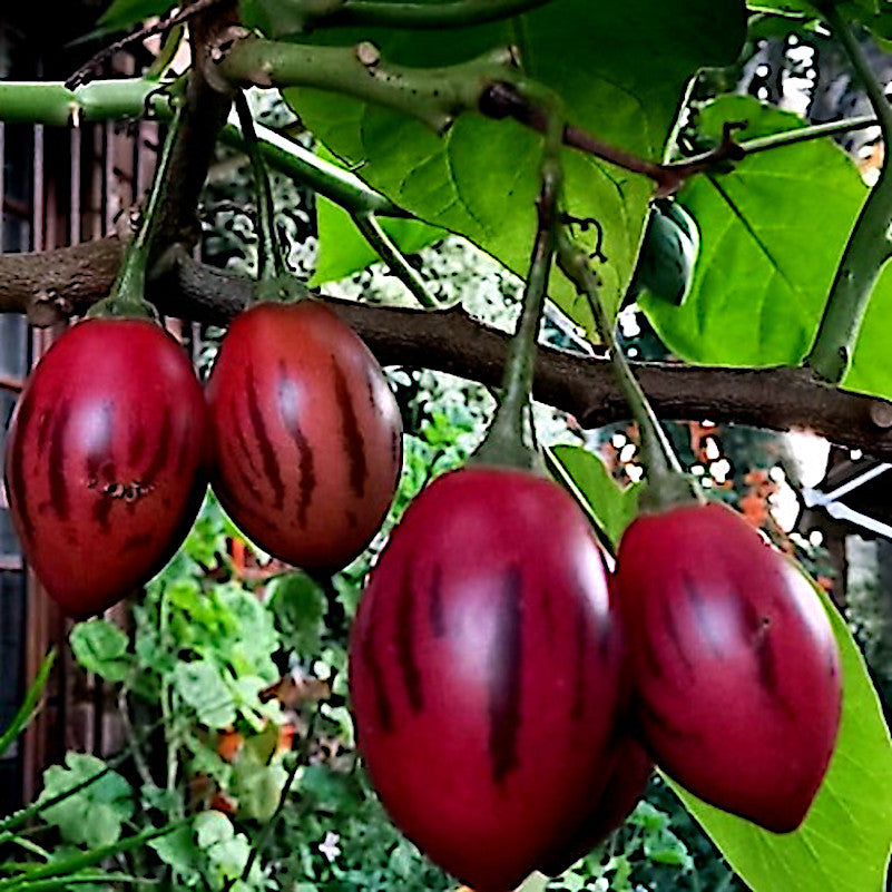 Red Solanum betaceum Tomato tree fruits with dark stripes hanging from a branch among green leaves. Tamarillo, Cyphomandra betacea