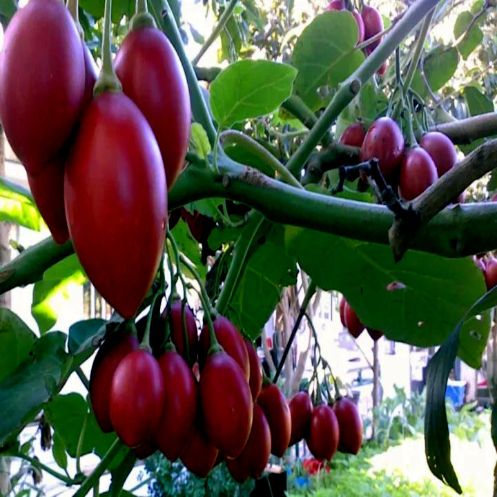 Red Tamarillo Tree tomato fruits hanging from a tree with green leaves. Cyphomandra betacea