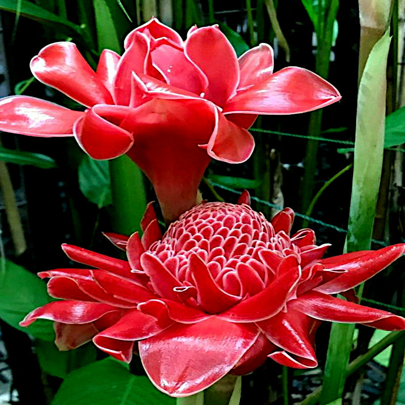 Two red torch flowers blooming with green background.