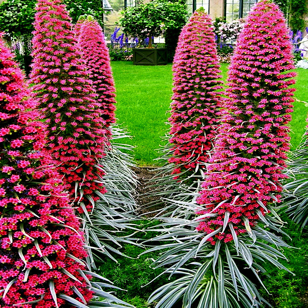Tall pink flowering Tower of Jewels plants with green grass and garden background
