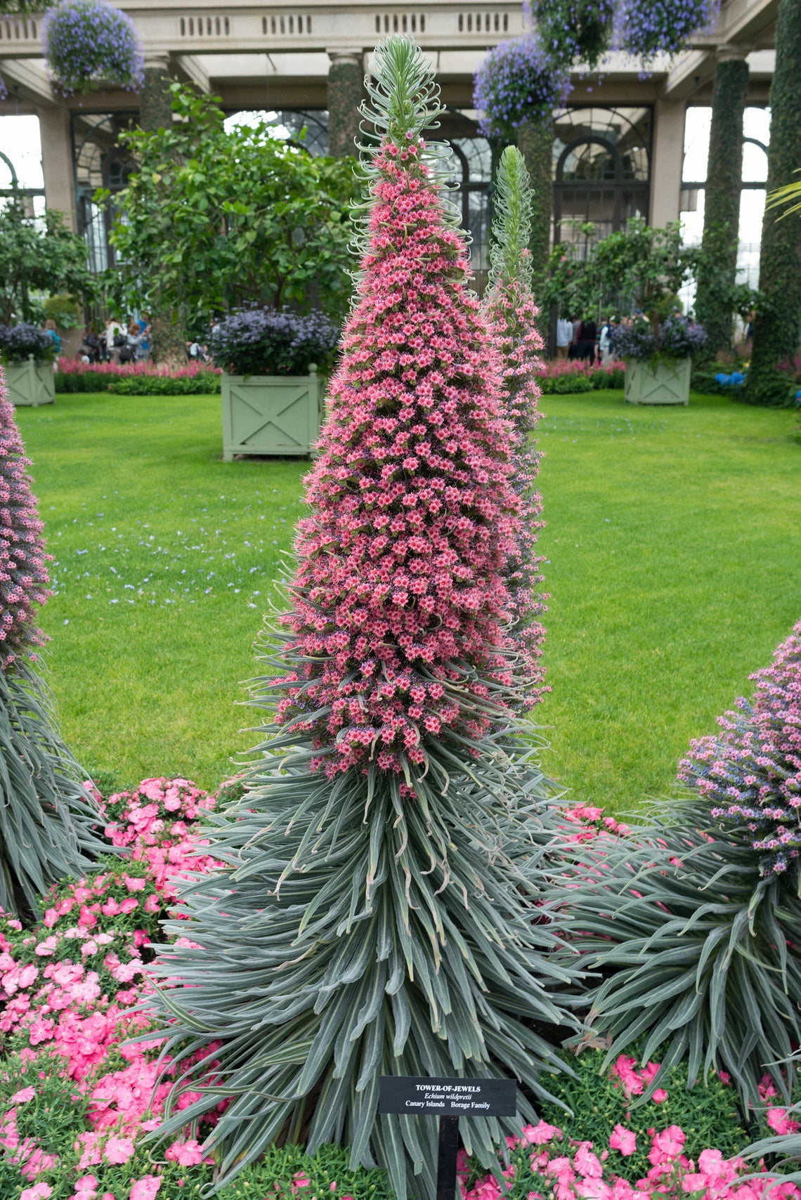 Tall pink tower of jewels flower plant in a garden setting with green grass and other plants.