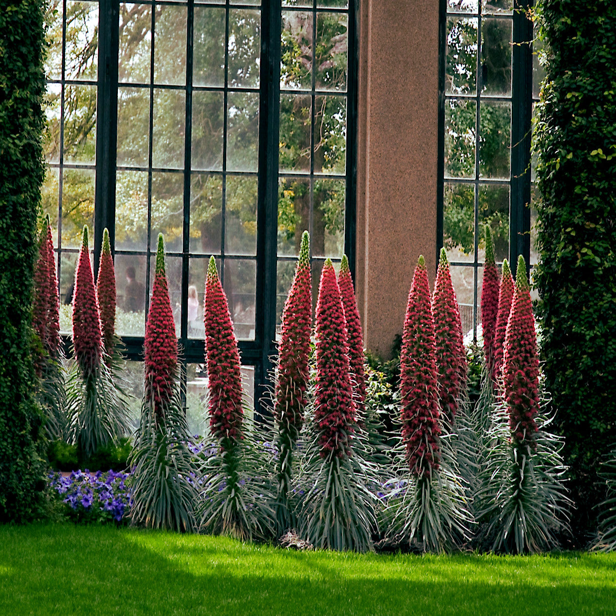 Decorative Tower of Jewels plants with pink flowers in a garden setting with large windows. (Echium wildpretii)