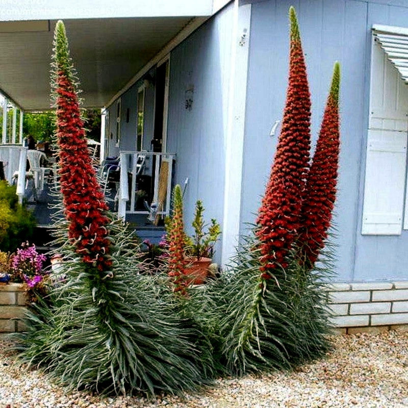 Tall, spiky red tower of jewel plants flowering in a garden setting with a house in the background