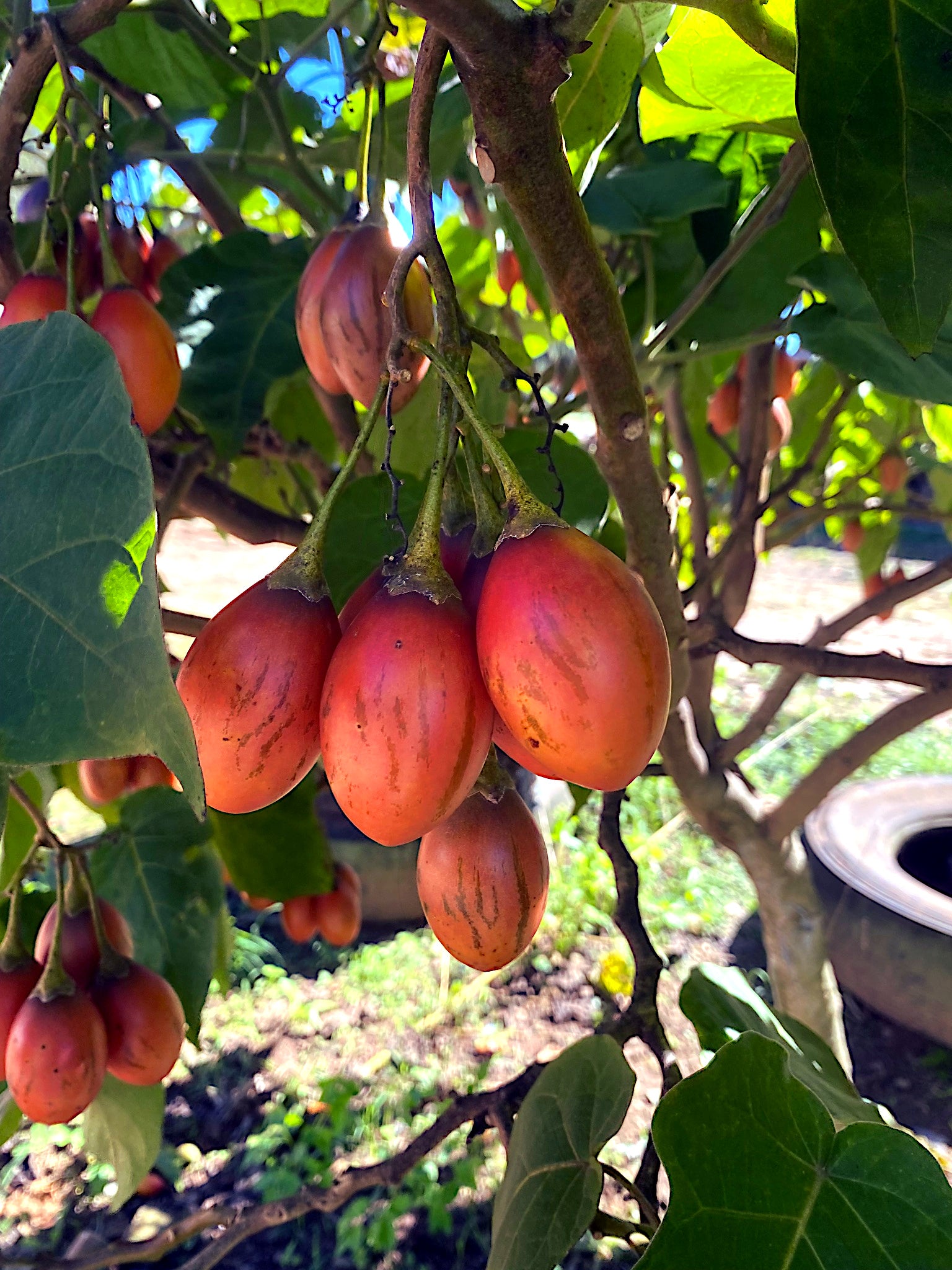 Ripe Tamarillo Tree Tomato fruits hanging from a tree with green leaves. Solanum betaceum