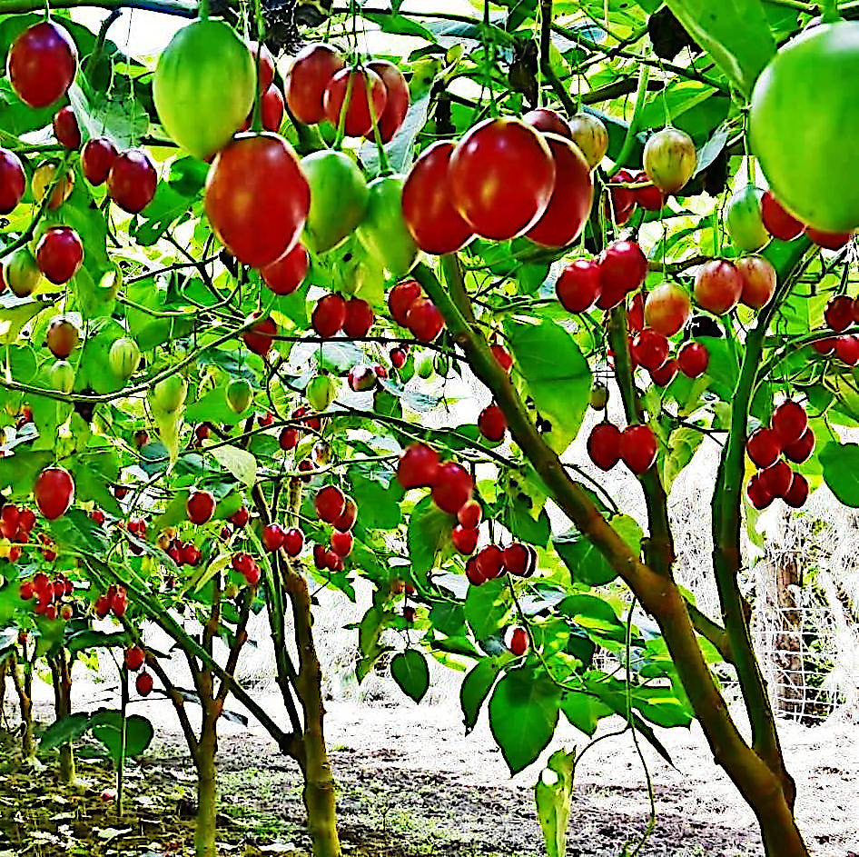 Tamarillo Tomato Tree with red and green fruits in a natural setting. Solanum betaceum