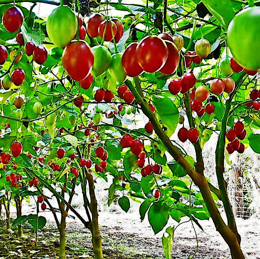 Tamarillo Tomato Tree with red and green fruits in a natural setting. Solanum betaceum