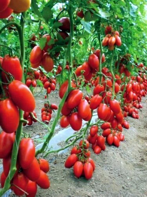 Tamarillo Tree Tomatoes growing on a vine in a greenhouse. Cyphomandra betacea