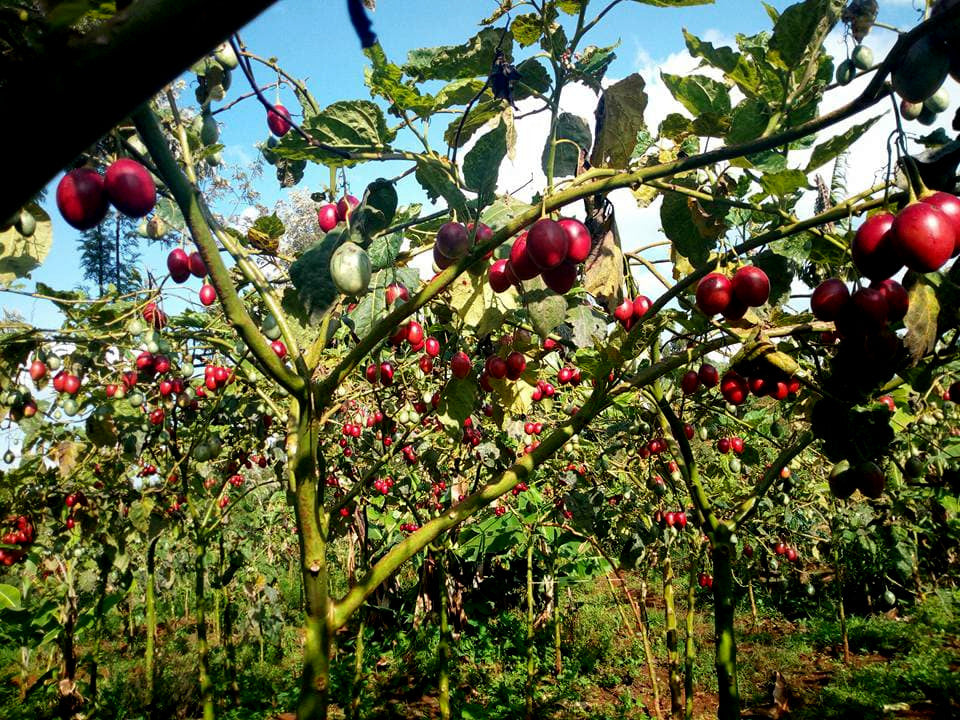 Ripe Tamarillo Tree tomatoes on a tomato plant with a clear blue sky in the background. Cyphomandra betacea