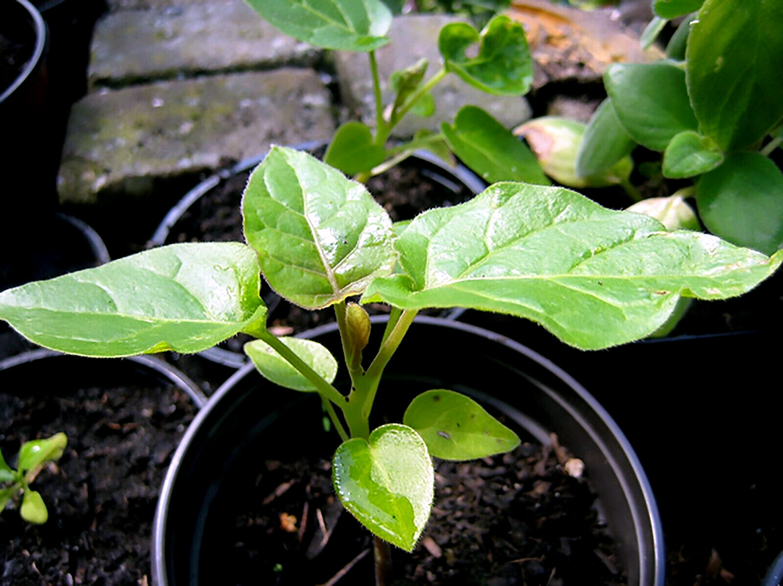 Young green Tamarillo tree tomato plants in pots with a stone wall in the background. Solanum betaceum