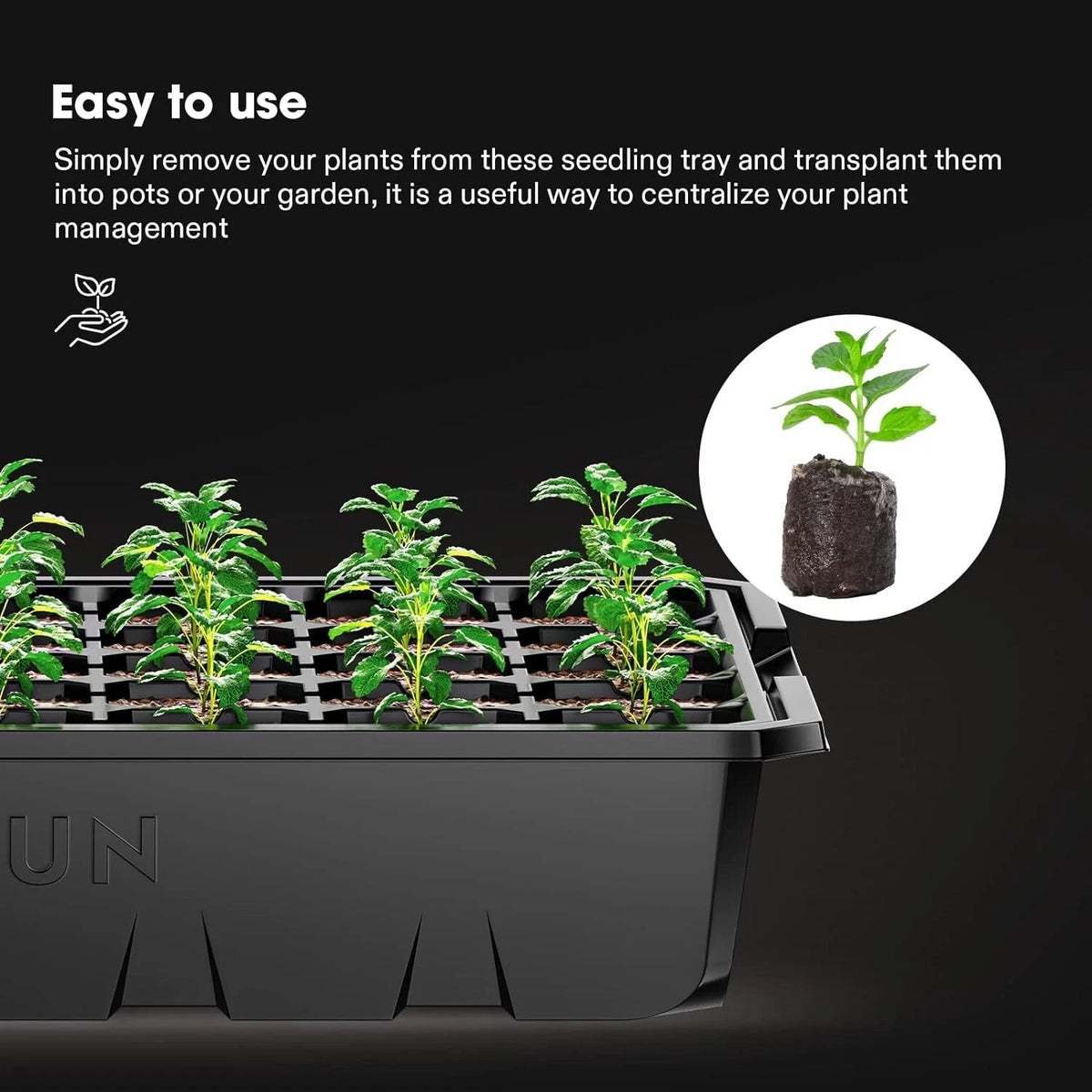 Seedling tray with young plants and an inset showing a transplanted plant, on a black background.