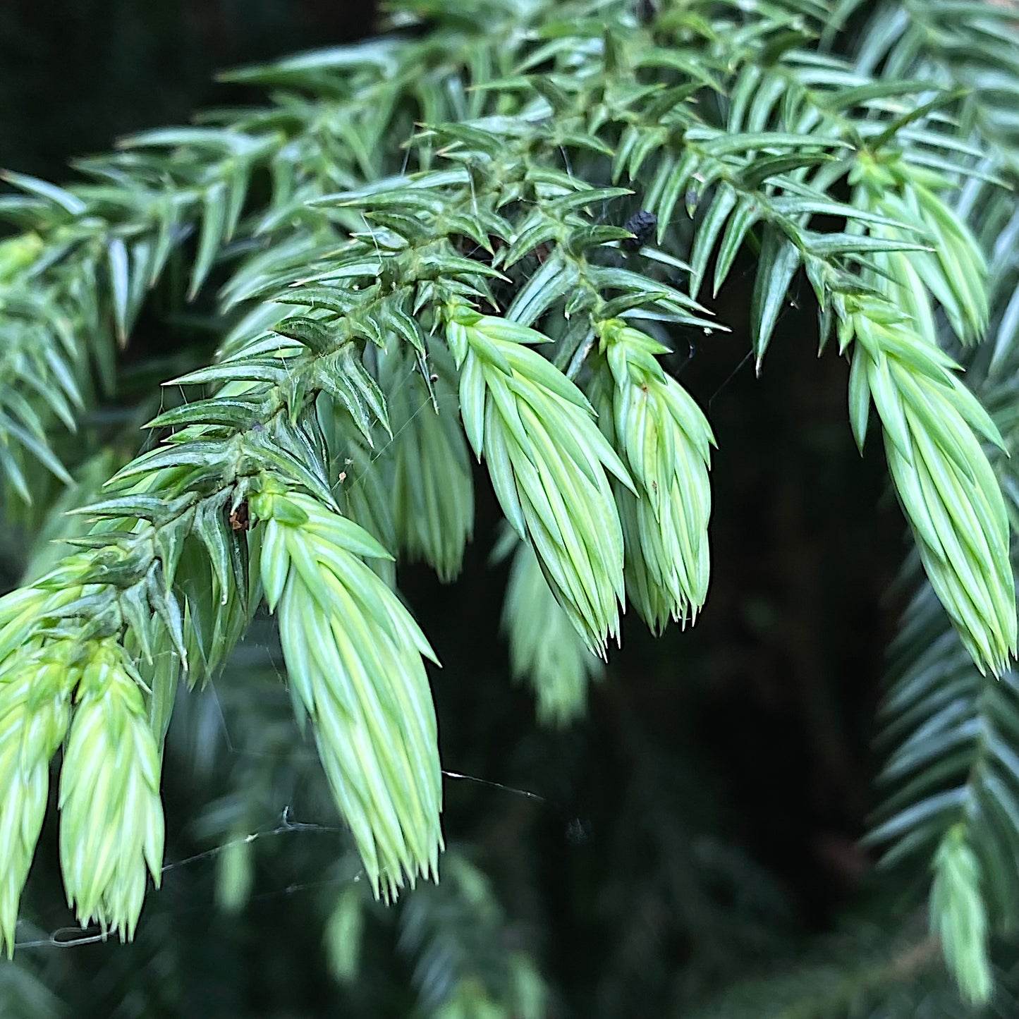 Close-up of a Taiwan Cedar tree branch with green needles on a blurred natural background. (Taiwania cryptomerioides)