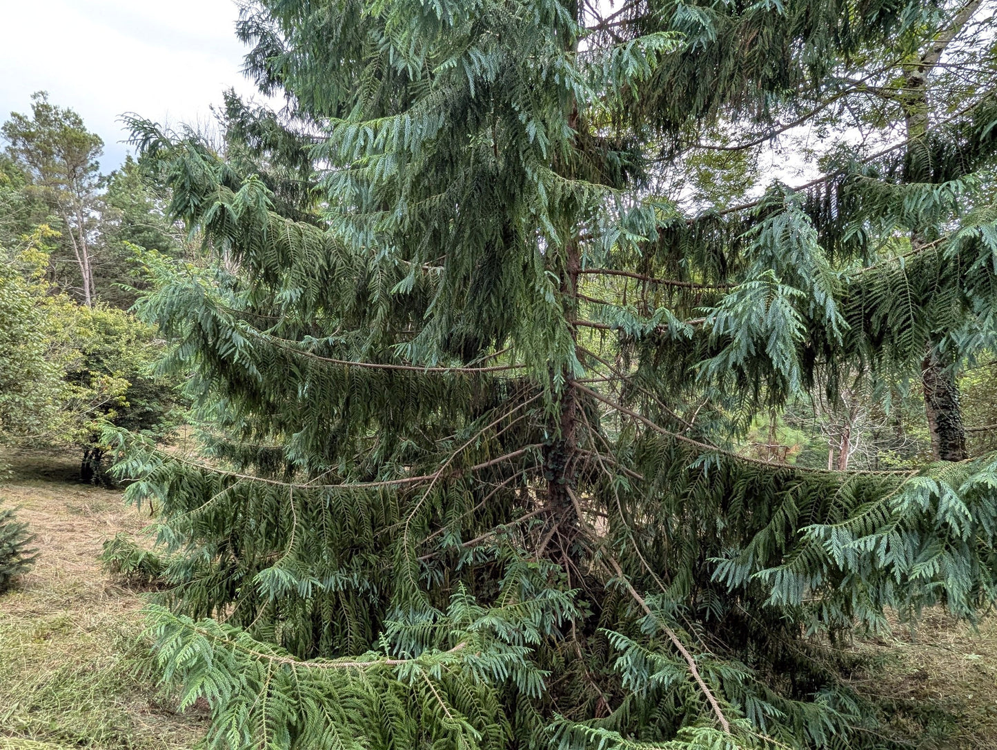 Tall evergreen Taiwan Cedar tree in a forest setting