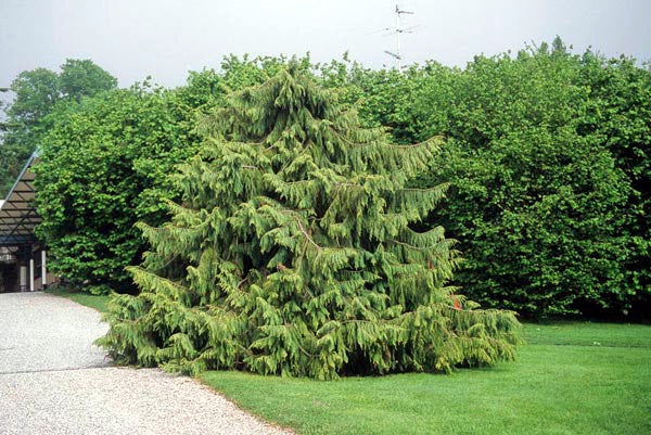 Large evergreen Taiwan Cedar tree in a garden setting with other trees and a building in the background.
